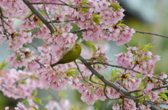 桜・蜜・鳥