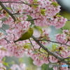 桜・蜜・鳥