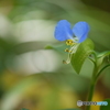 露草