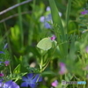 黄蝶と野の花