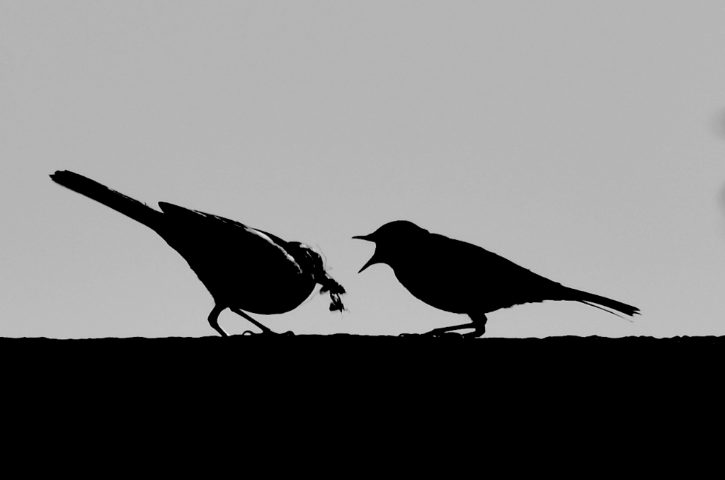 silhouette