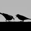 silhouette