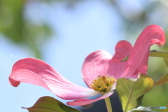 Flowering dogwood
