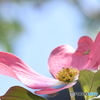 Flowering dogwood