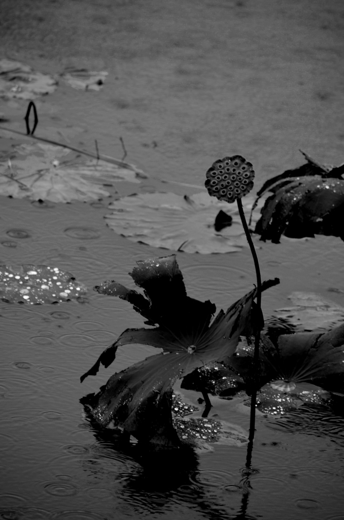 lotus pond