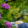 梅雨の花