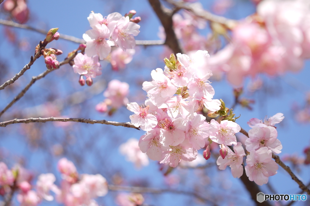 河津桜