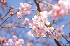 河津桜