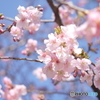 河津桜