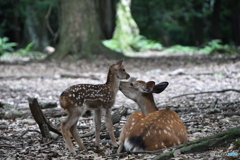 バンビとまま