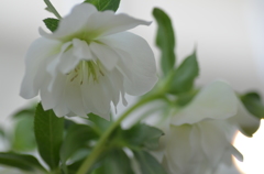 Christmas Rose'Elegance Ice' 