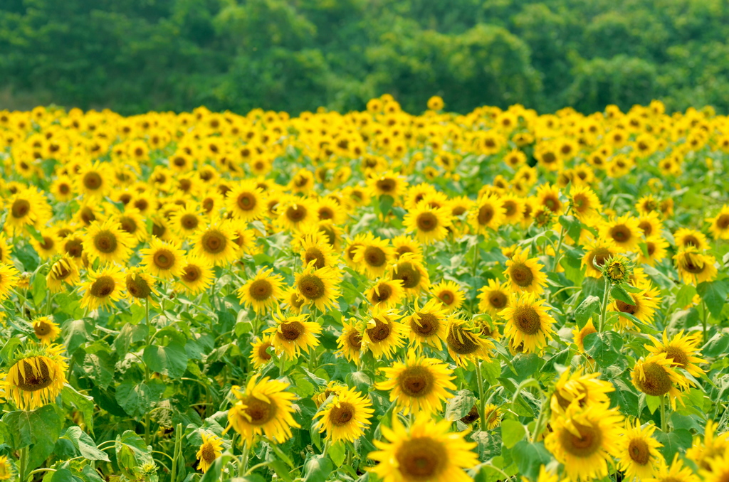 Sunflower