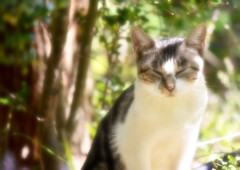 いねむり猫さん