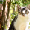 いねむり猫さん