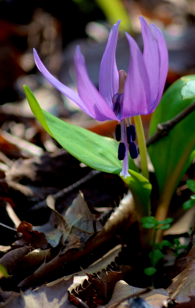 堅香子の花
