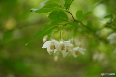 Japanese snowbell