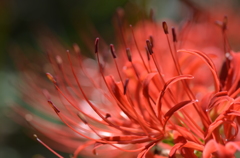 光と影と曼珠沙華