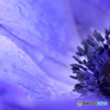 anemone