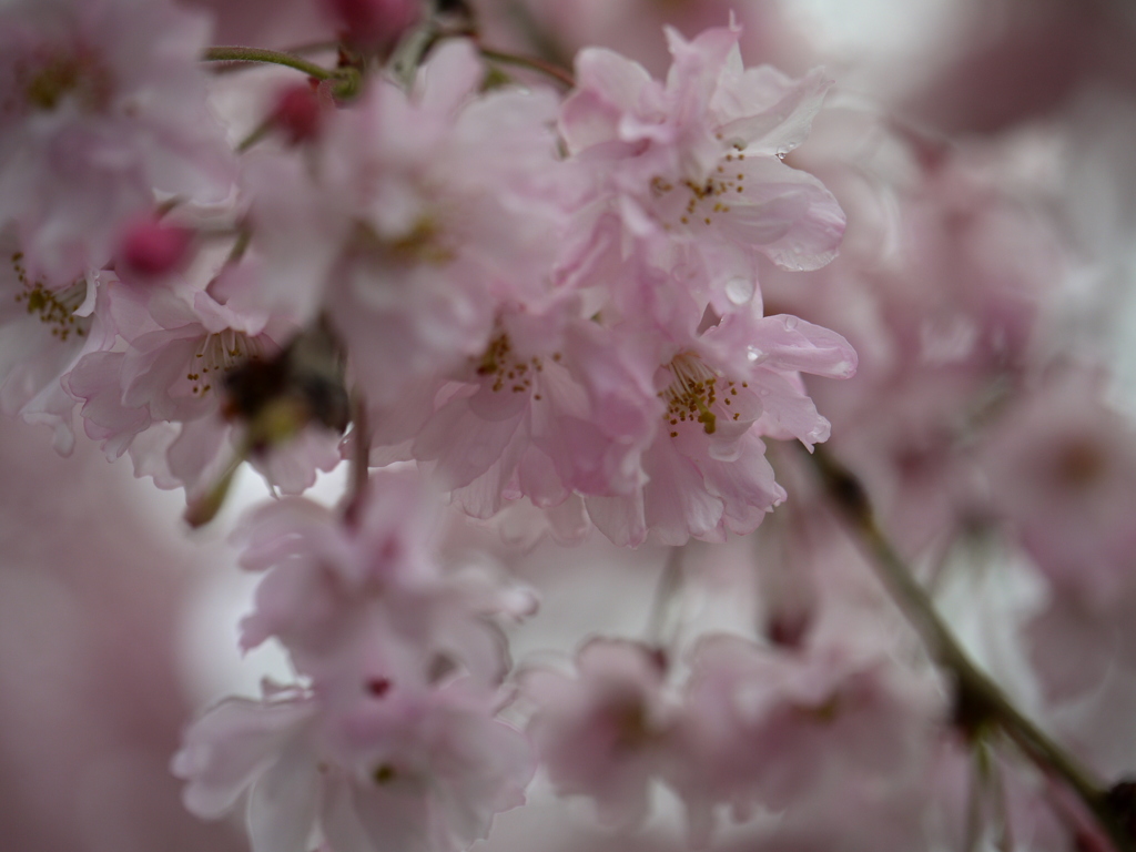 枝垂れ桜と春の雨
