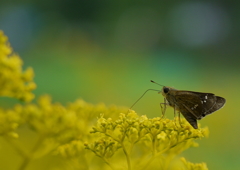 Golden lace