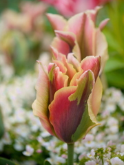 tulip