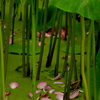 落花