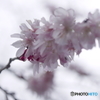 sakura sakura