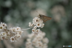 セセリ蝶と白い花