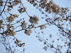 横田東ゲート桜_0050