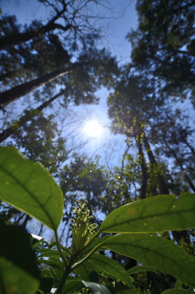 植物が春の光を！！
