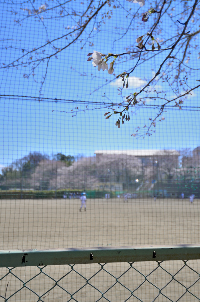 野球の練習を見守る桜