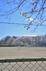 野球の練習を見守る桜