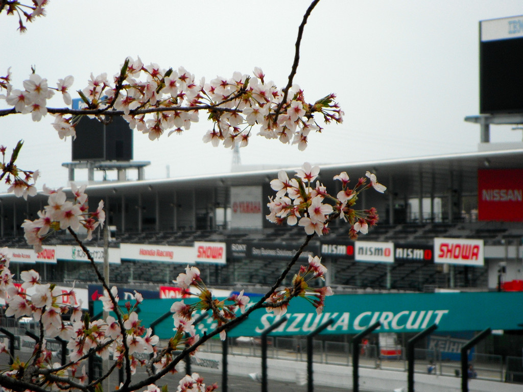サーキットを覗く曇り桜