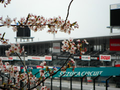 サーキットを覗く曇り桜