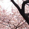 淡い屋根