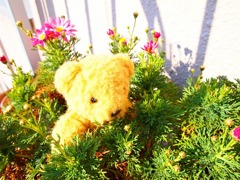 ベランダのマーガレット