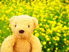 菜の花いっぱい