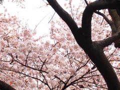桜　淡い屋根