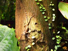 ゴムのおもちゃのようなトカゲと遭遇