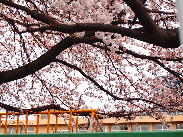 小学校を見守る桜