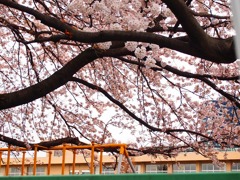 小学校を見守る桜