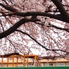 小学校を見守る桜