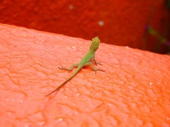 赤ちゃんトカゲ