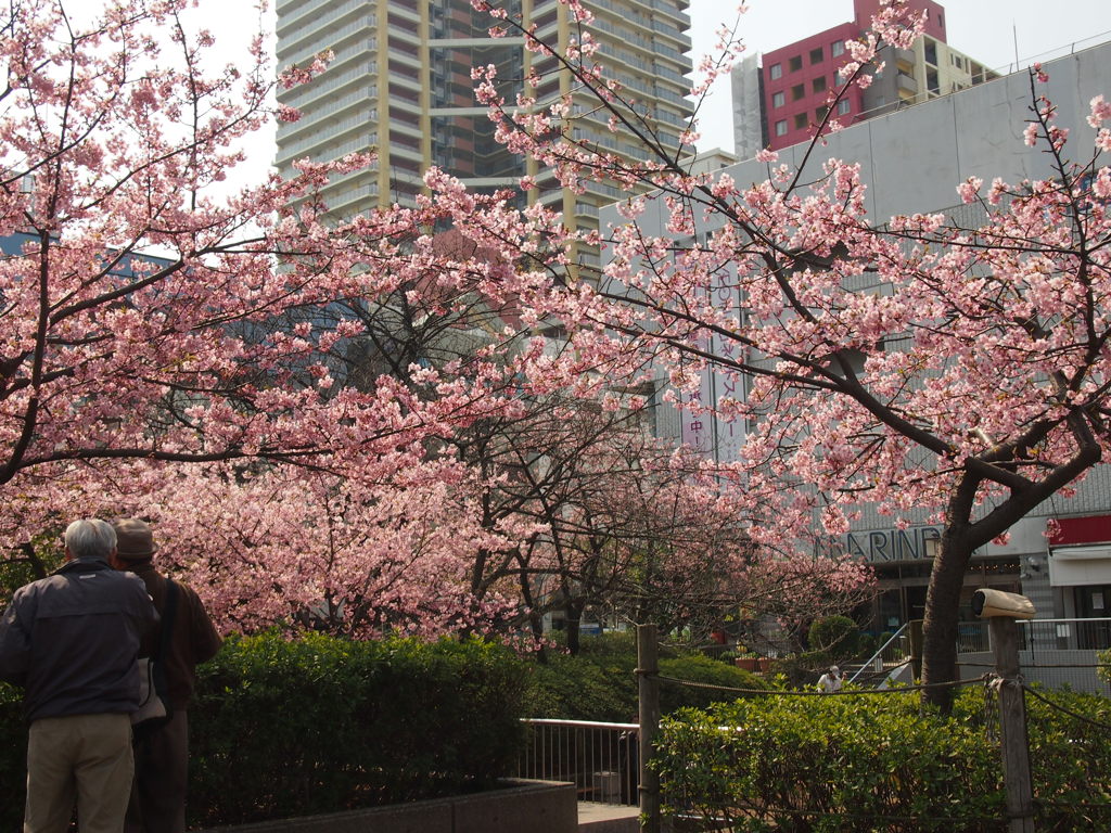 河津桜