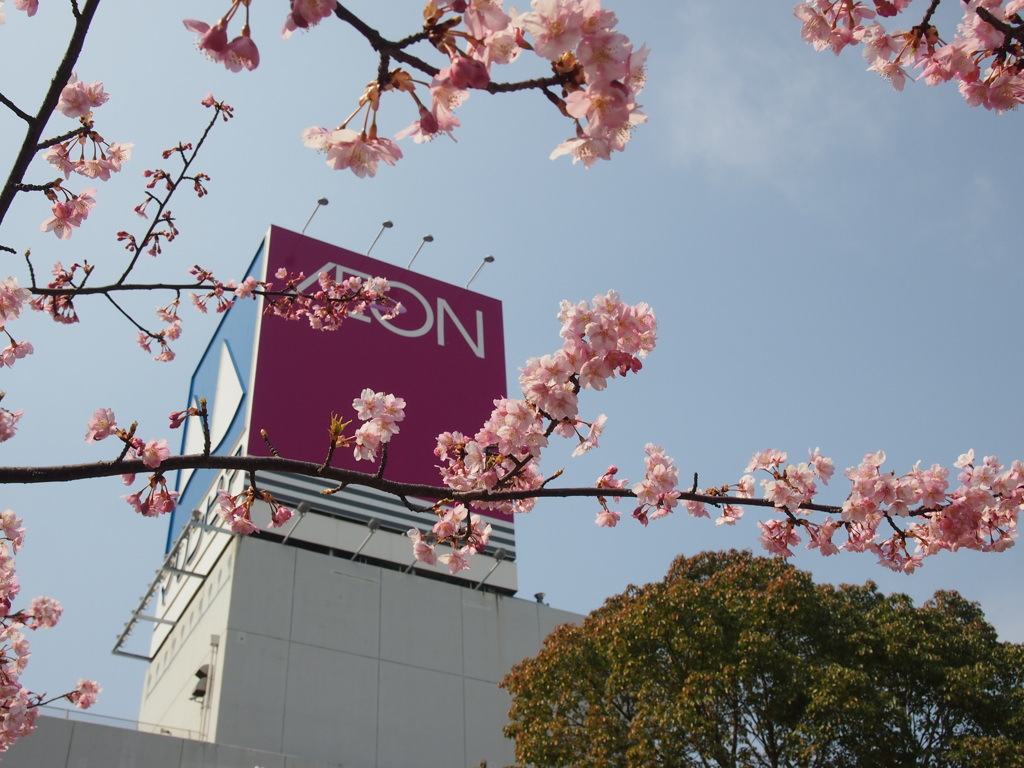 河津桜
