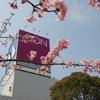 河津桜