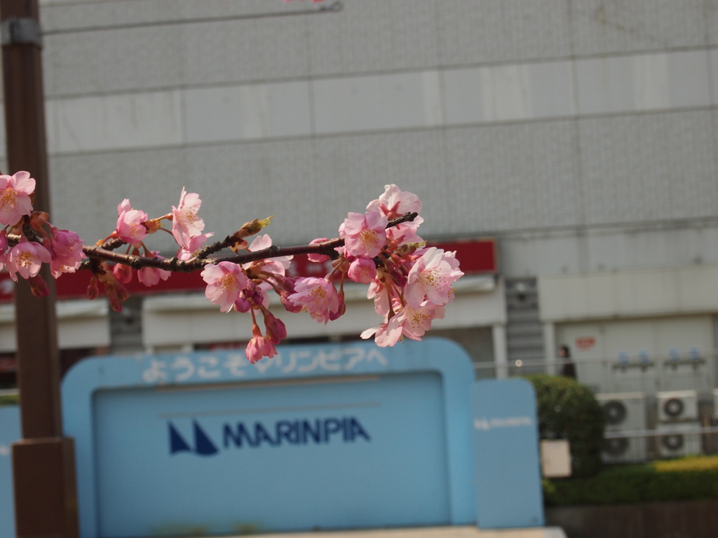 河津桜
