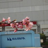 河津桜