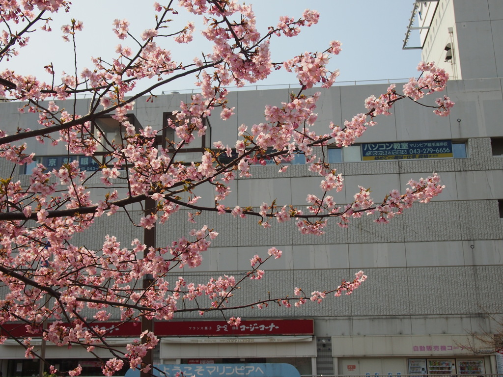 河津桜