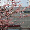 河津桜